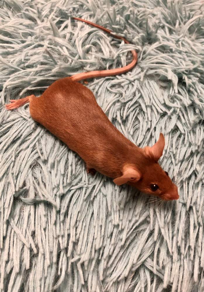 Fancy mouse Deceased Mus musculus 