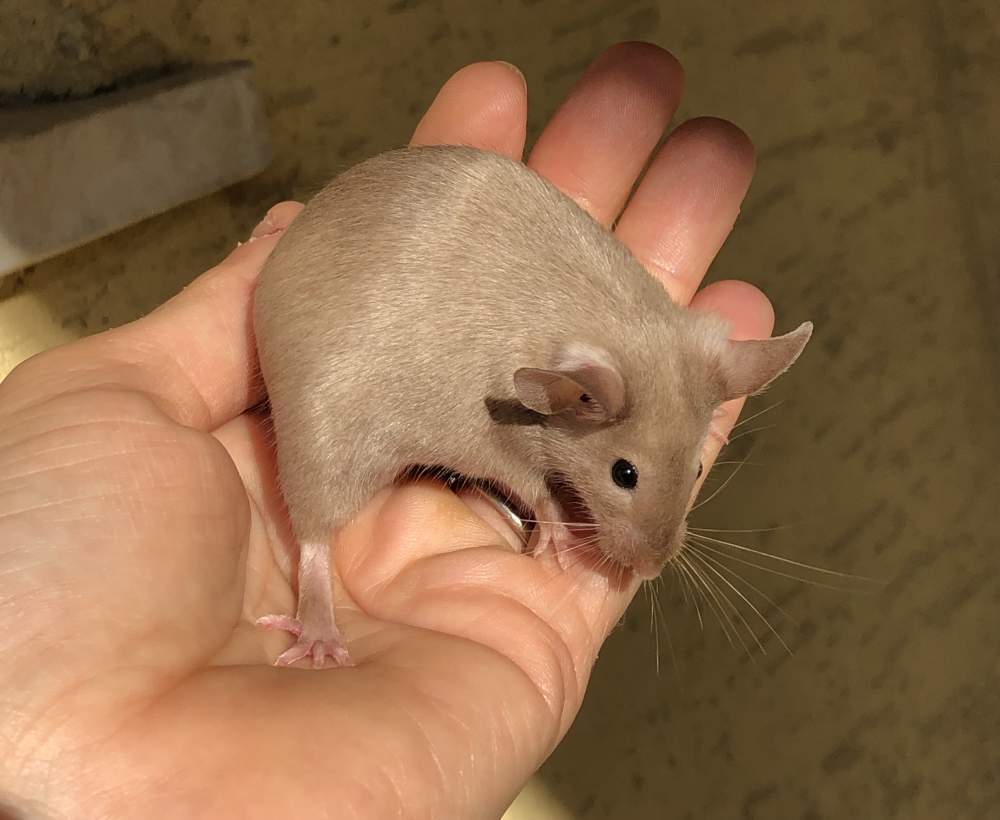 Fancy mouse Pet only Mus musculus 