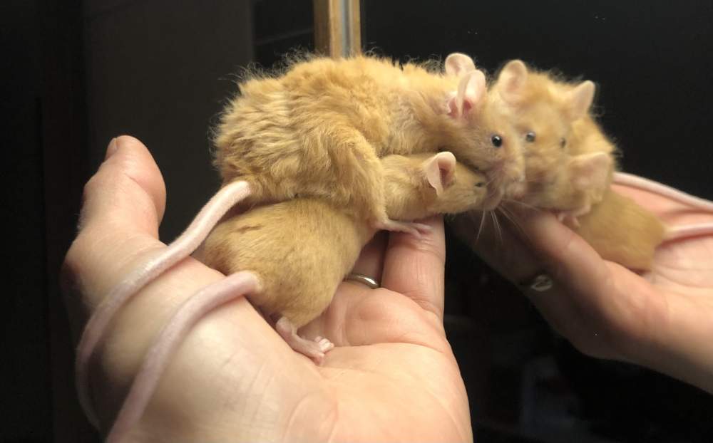 Fancy mouse Pet only Mus musculus 