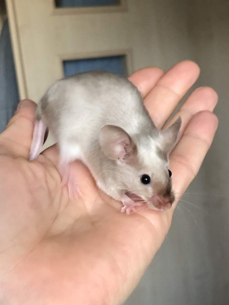 Fancy mouse Show animal Mus musculus 