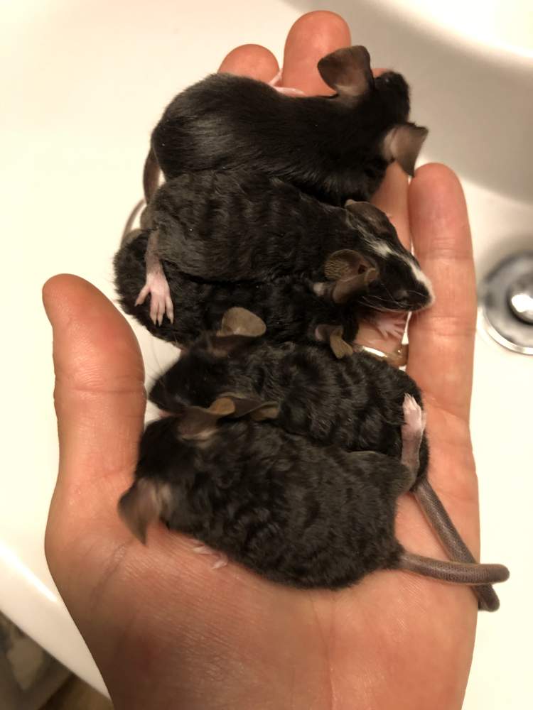 Fancy mouse Available for rehoming Mus musculus Hungary, Biatorbágy