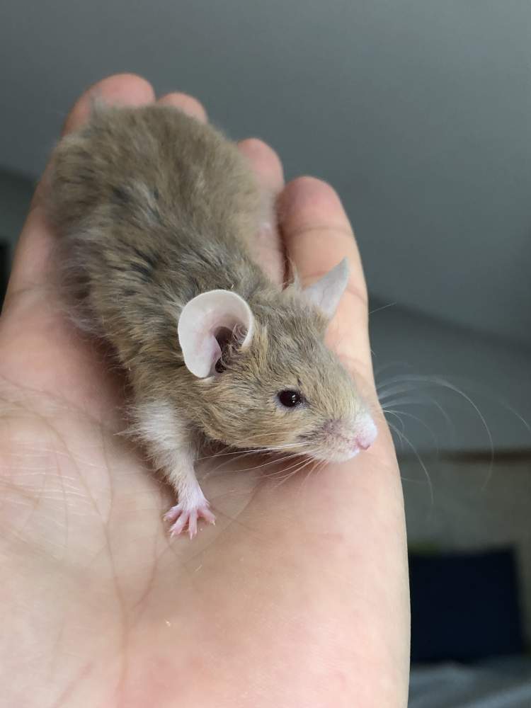 Fancy mouse Breeder Mus musculus 