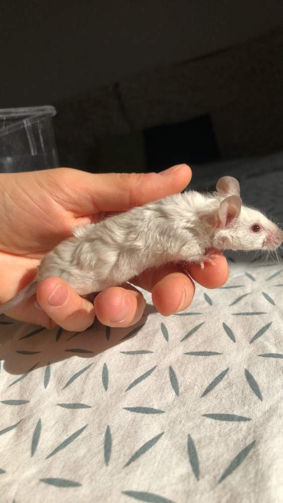 Fancy mouse Breeder Mus musculus 