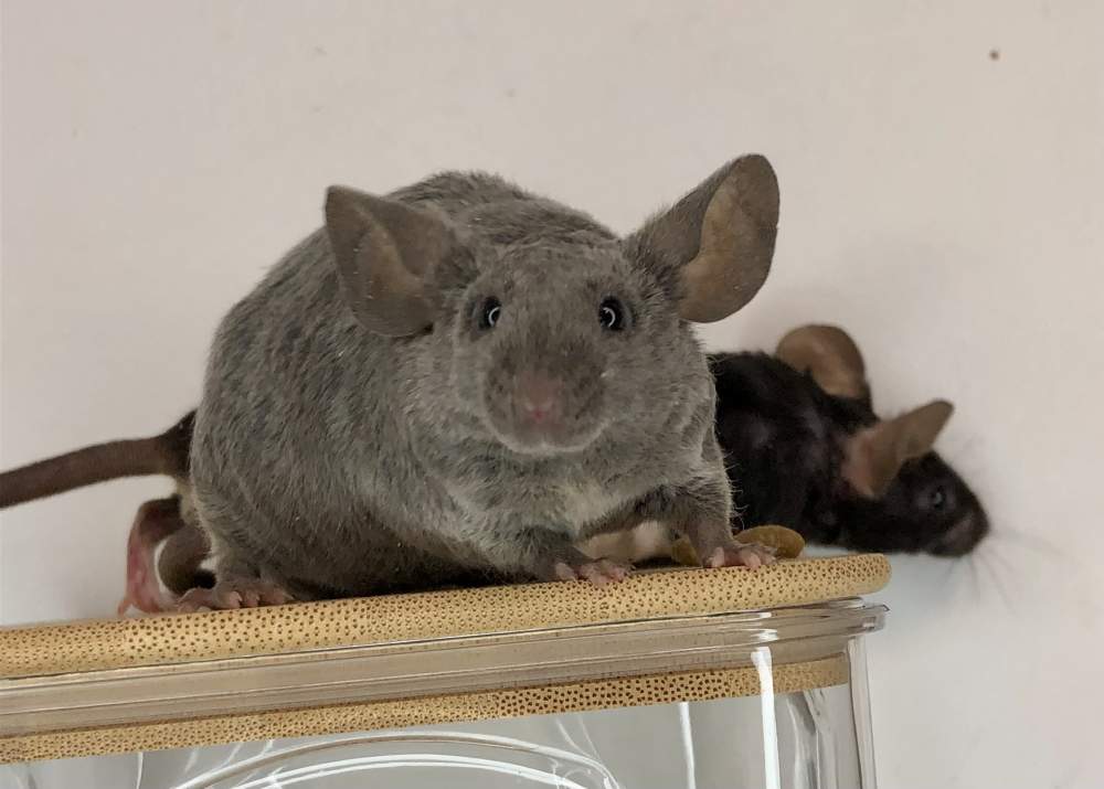 Fancy mouse Rehomed Mus musculus 