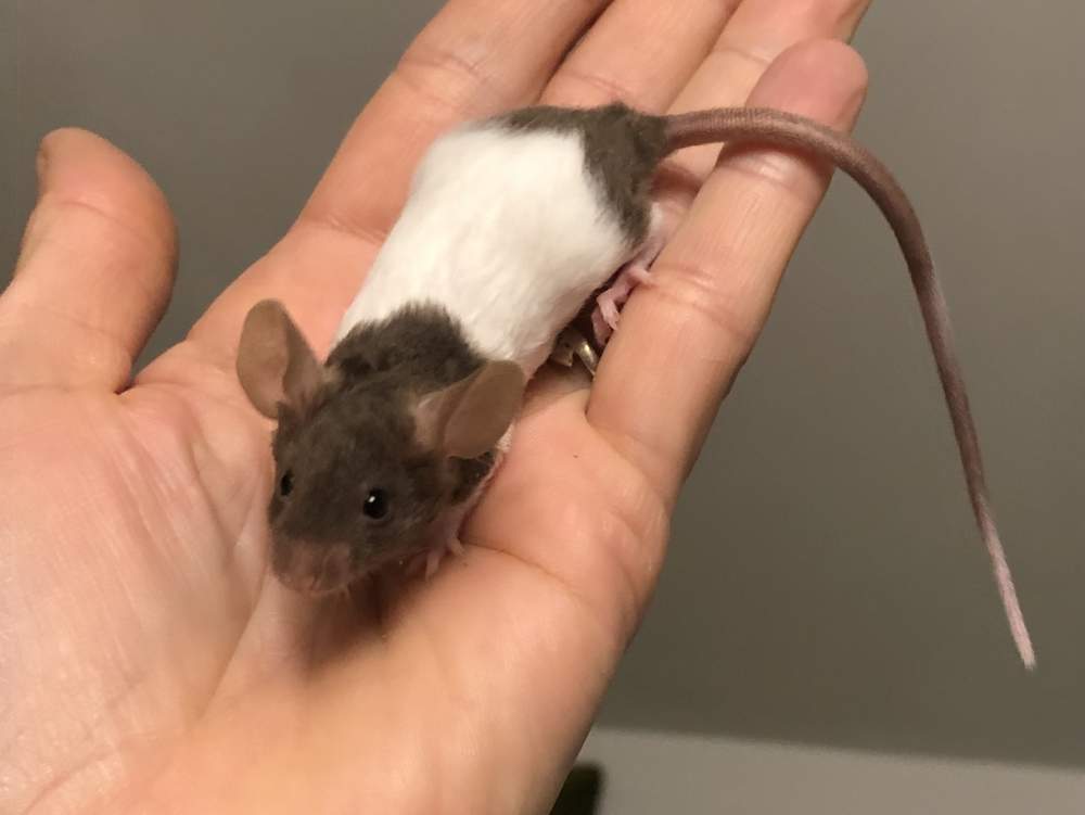Fancy mouse Rehomed Mus musculus 