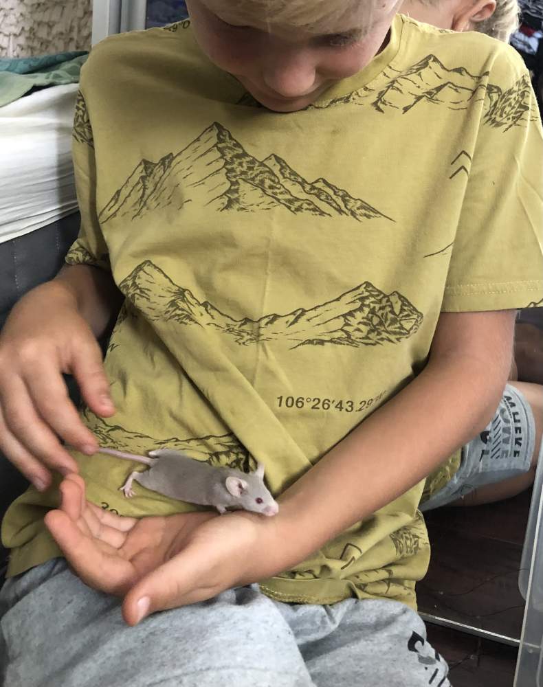 Fancy mouse Owned by other Mus musculus 