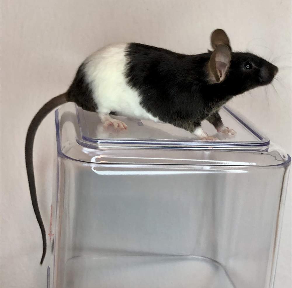 Fancy mouse Rehomed Mus musculus 