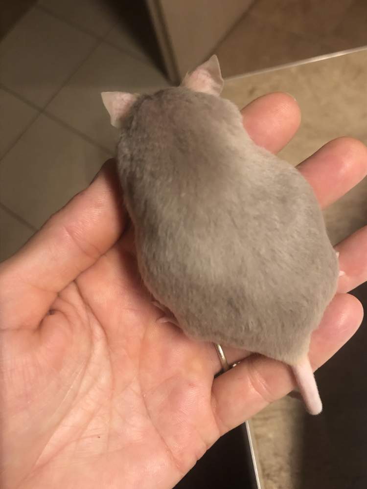 Fancy mouse Pet only Mus musculus 
