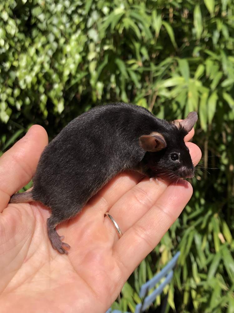 Fancy mouse Rehomed Mus musculus Hungary, Biatorbágy