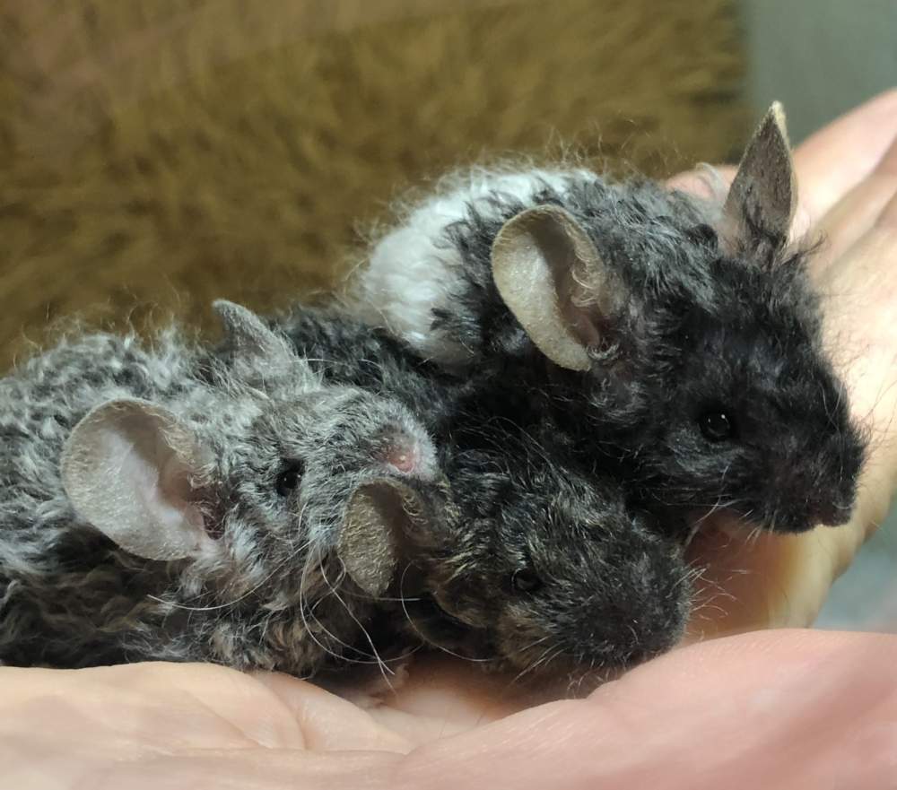 Fancy mouse Pet only Mus musculus 