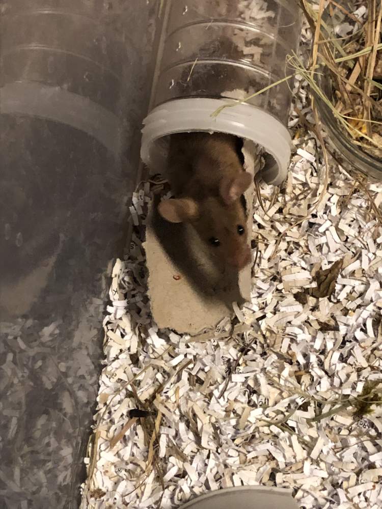 Fancy mouse Show animal Mus musculus 