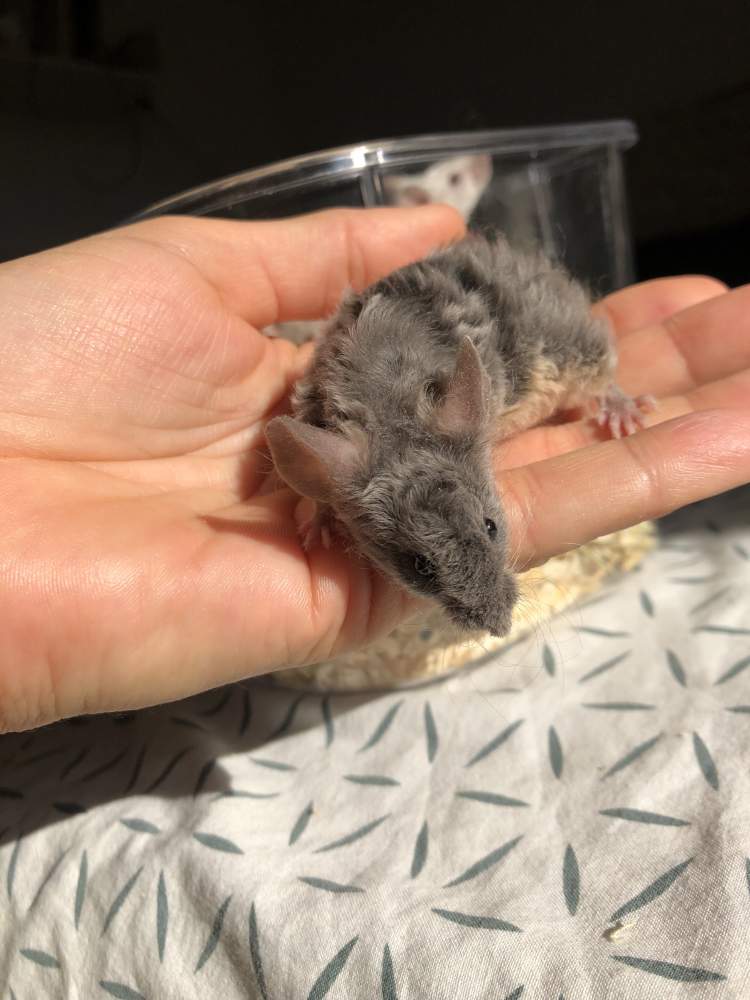 Fancy mouse Breeder Mus musculus 