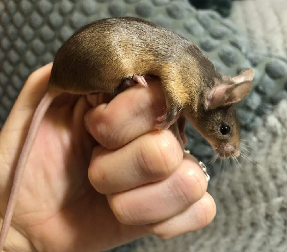 Fancy mouse Rehomed Mus musculus 