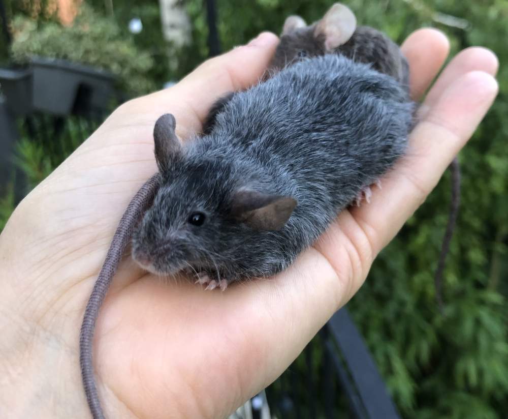 Fancy mouse Show animal Mus musculus 