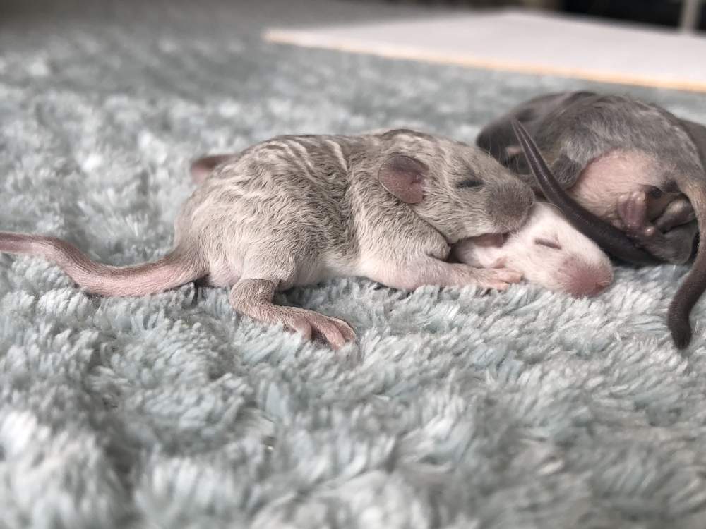 Fancy mouse Pet only Mus musculus 