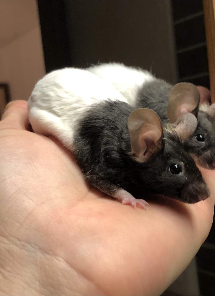 Fancy mouse Show animal Mus musculus 