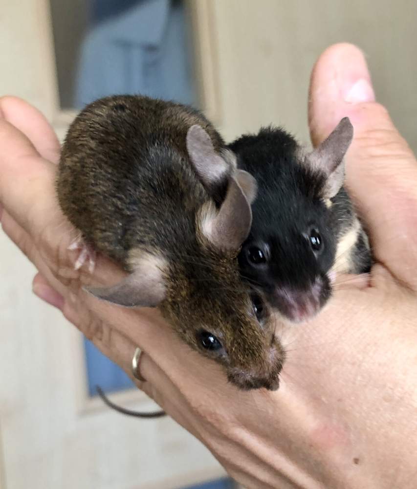 Fancy mouse Pet only Mus musculus 