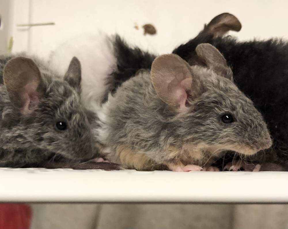 Fancy mouse Show animal Mus musculus 