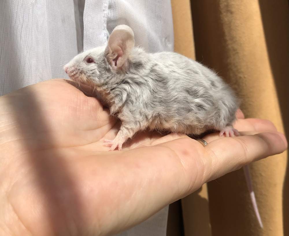 Fancy mouse Breeder Mus musculus 