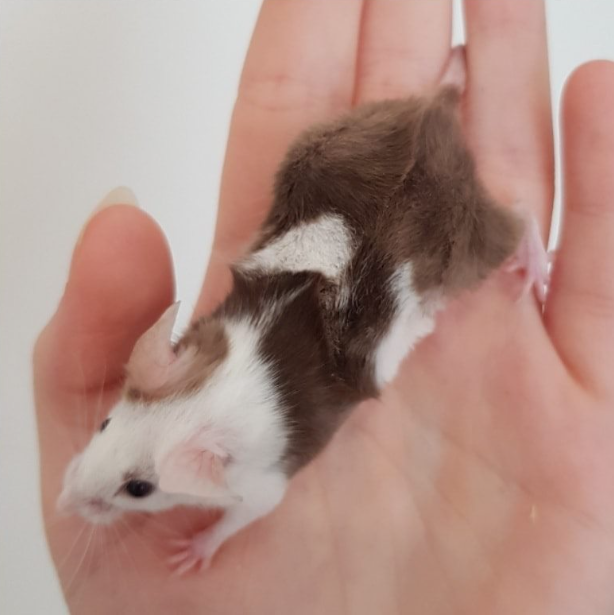 Fancy mouse Retired Mus musculus 