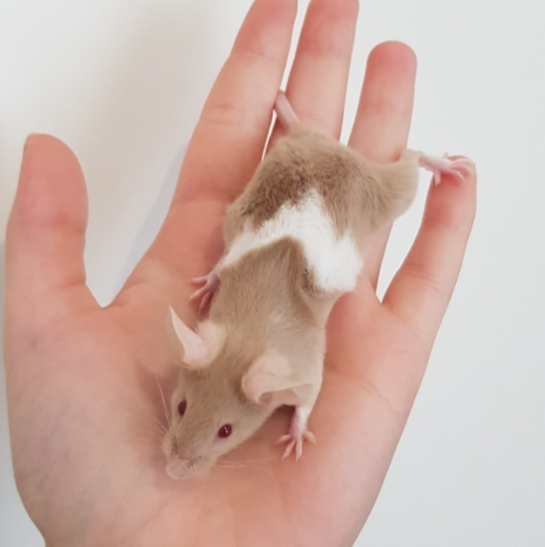 Fancy mouse Rehomed Mus musculus 