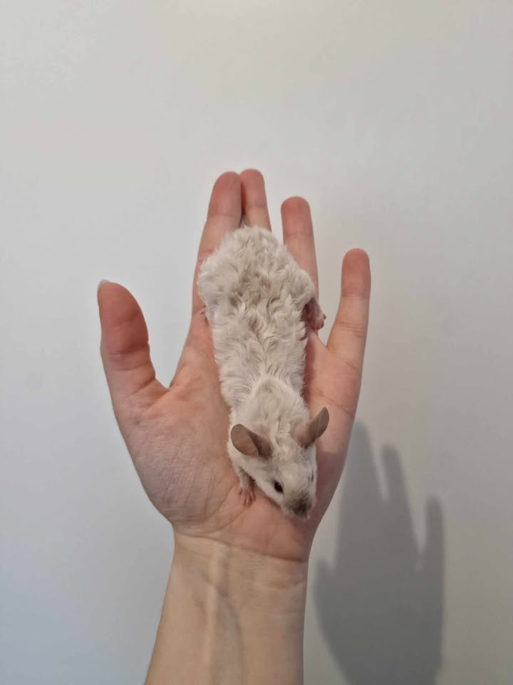 Fancy mouse Breeder Mus musculus 
