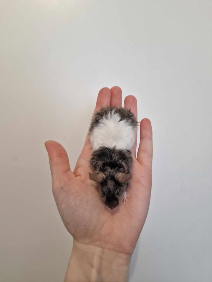 Fancy mouse Breeder Mus musculus 
