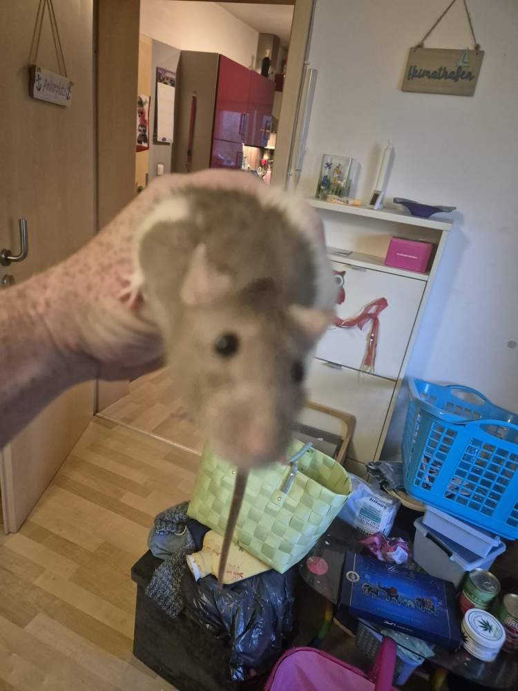 Fancy rat Pet only Rattus norvegicus 