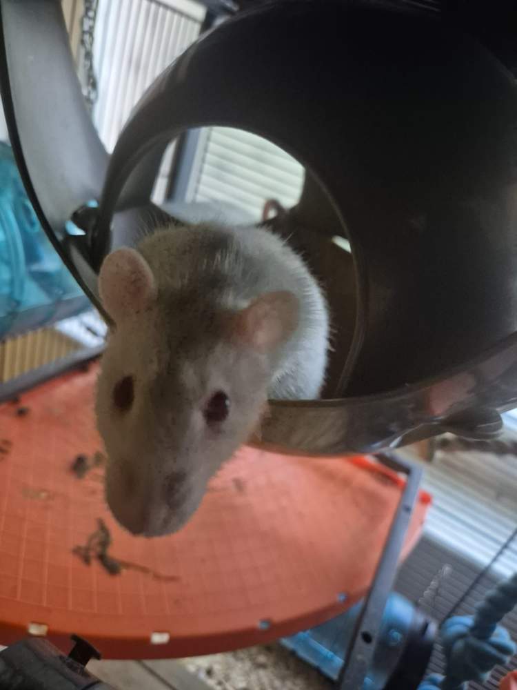 Fancy rat Pet only Rattus norvegicus 