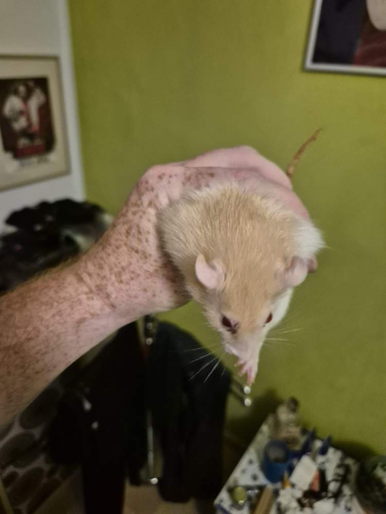 Fancy rat Pet only Rattus norvegicus 
