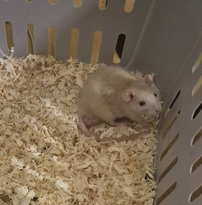 Fancy rat Pet only Rattus norvegicus 