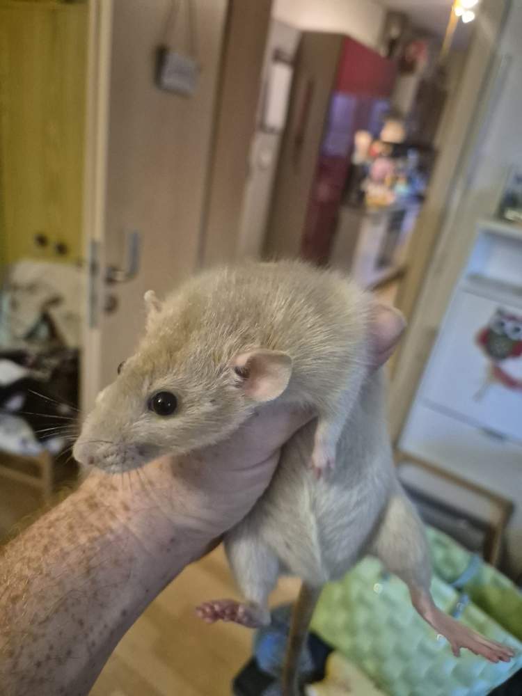 Fancy rat Pet only Rattus norvegicus 