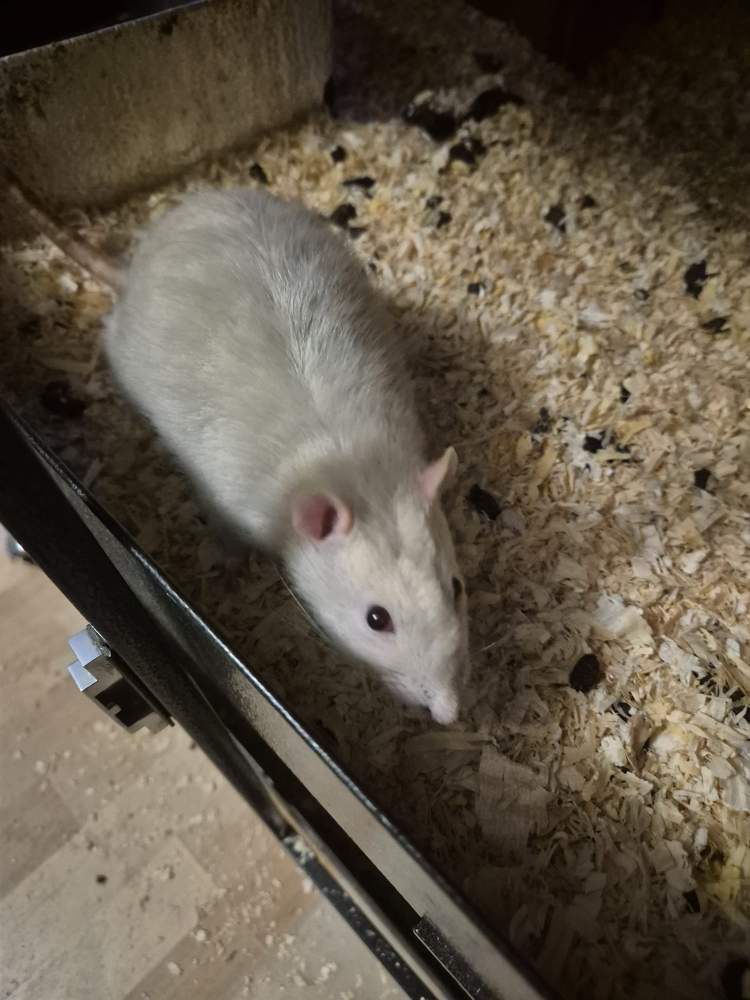Fancy rat Pet only Rattus norvegicus 