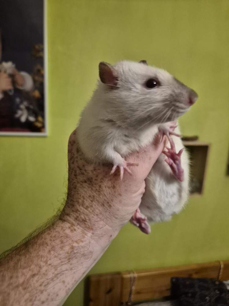 Fancy rat Pet only Rattus norvegicus 