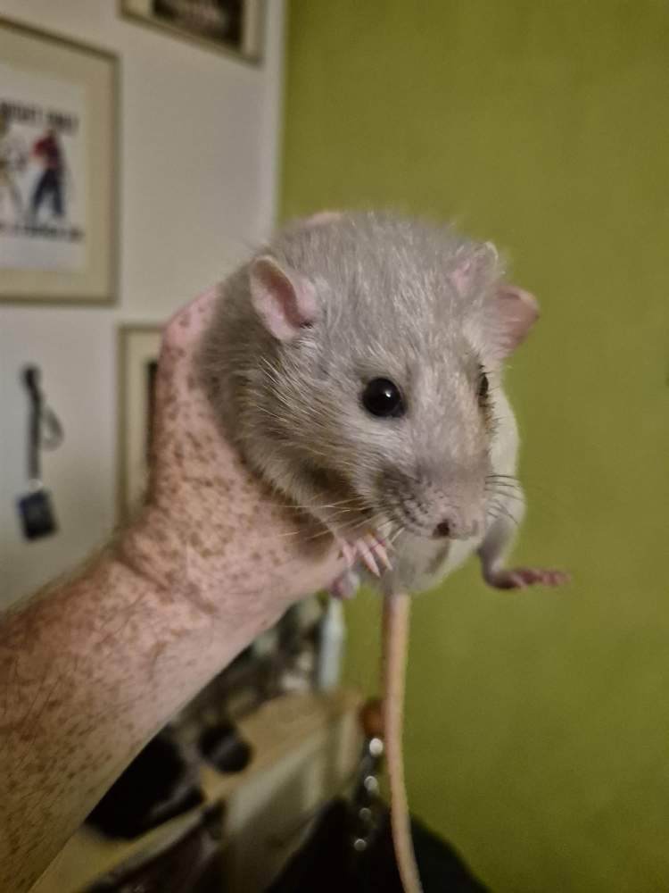 Fancy rat Pet only Rattus norvegicus 