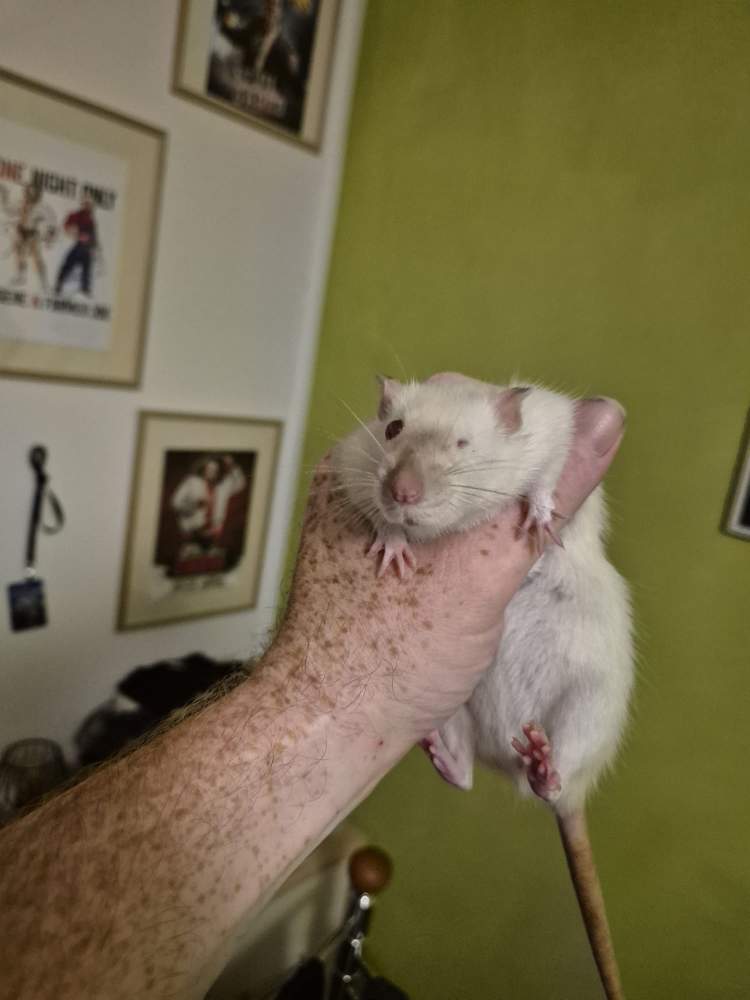 Fancy rat Pet only Rattus norvegicus 
