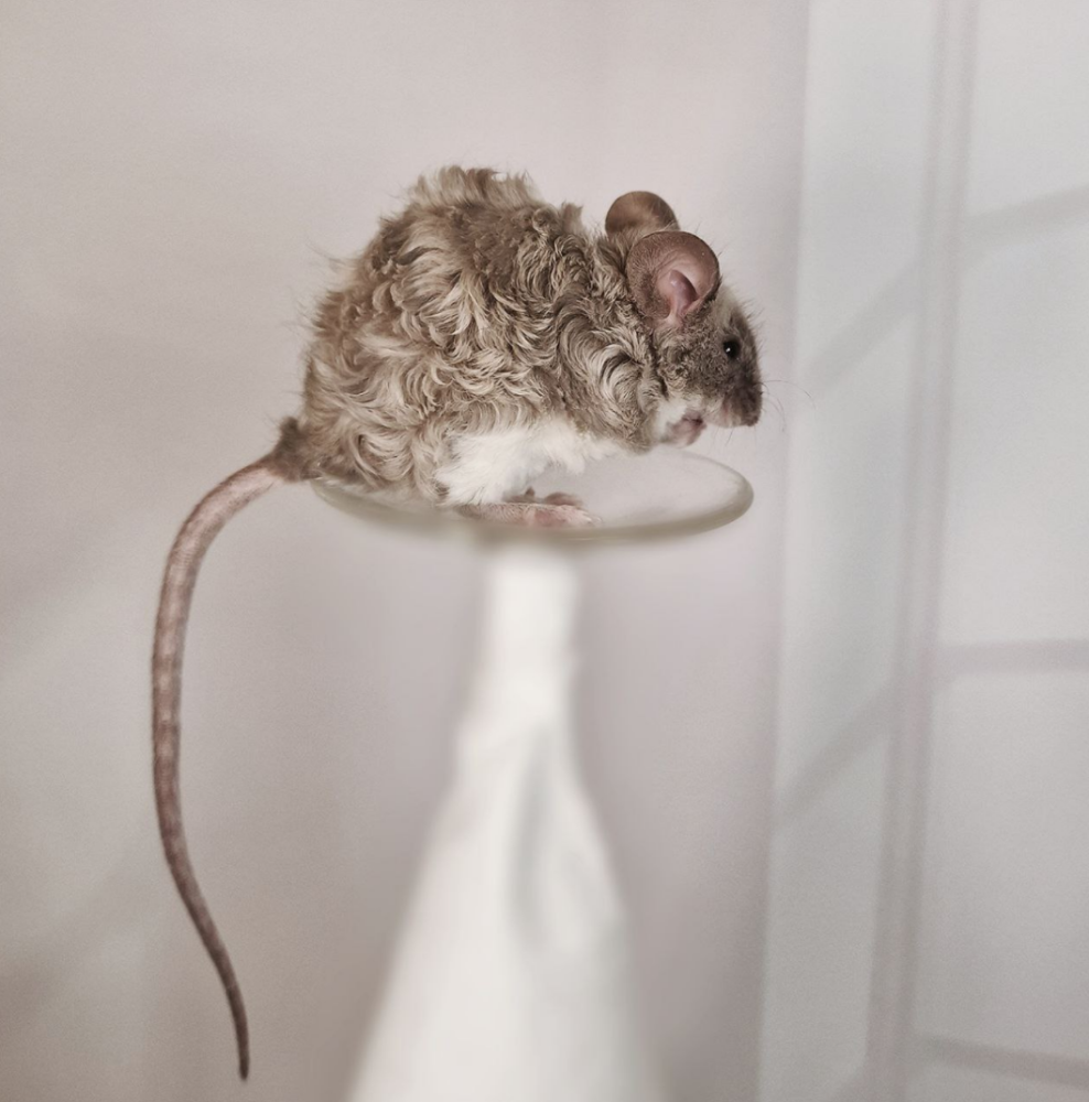 Fancy mouse Breeder Mus musculus 