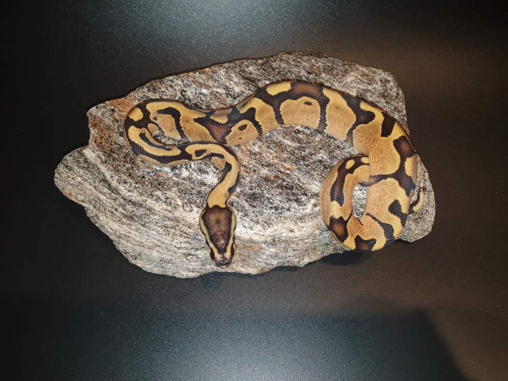 Ball python Rehomed Python regius 