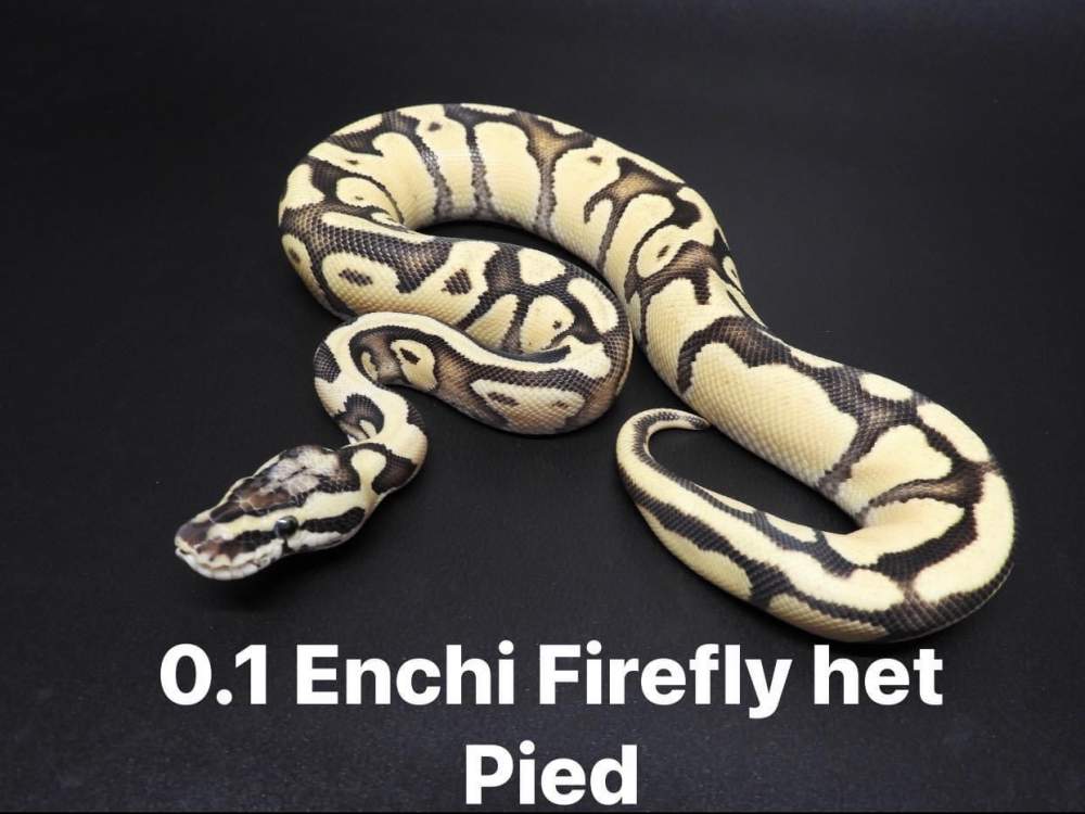 Ball python Available for rehoming Python regius 