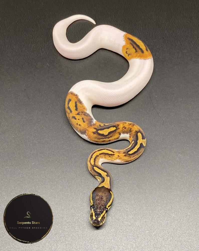 Ball python Rehomed Python regius 