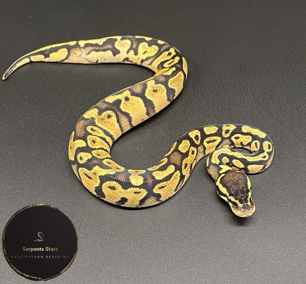 Ball python Rehomed Python regius 