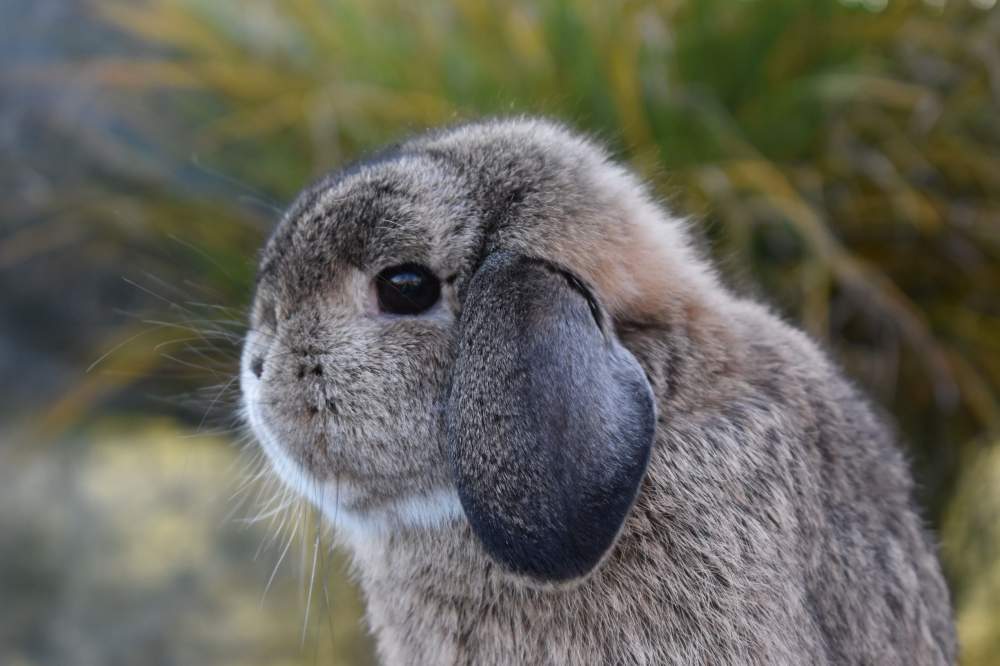 Mini (NHD) kosorrú nyúl Breeder Brachylagus idahoensis Hungary, Érd