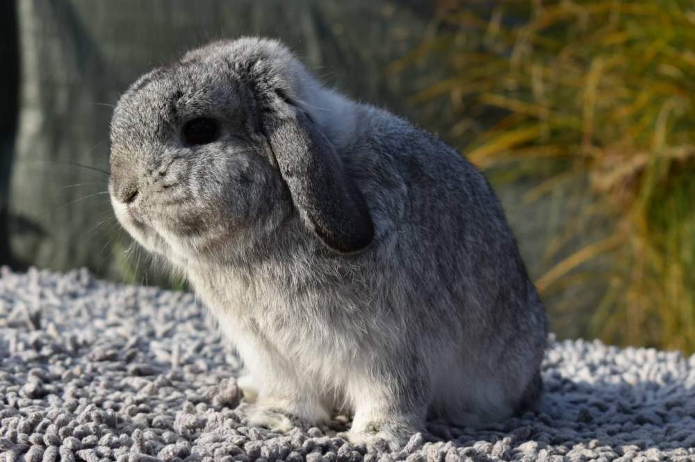 Mini (NHD) kosorrú nyúl Breeder Brachylagus idahoensis Hungary, Érd