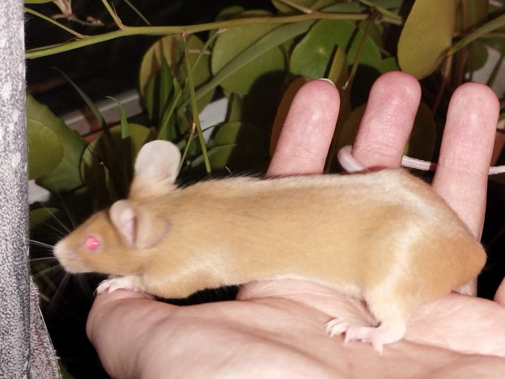 Fancy mouse Deceased Mus musculus 