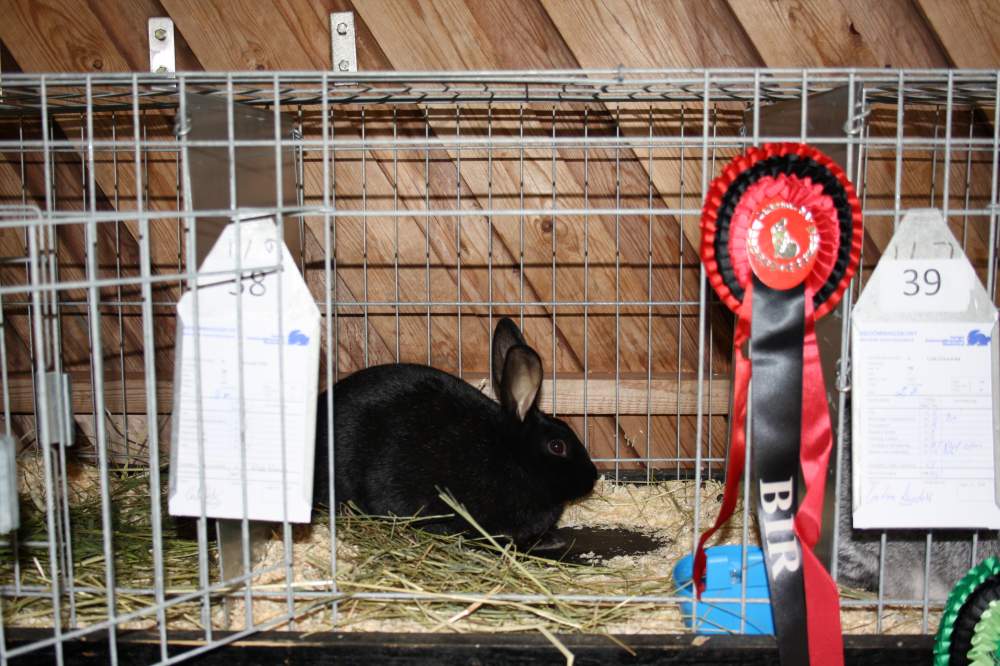 Swedish Fur Breeder  Sweden, En