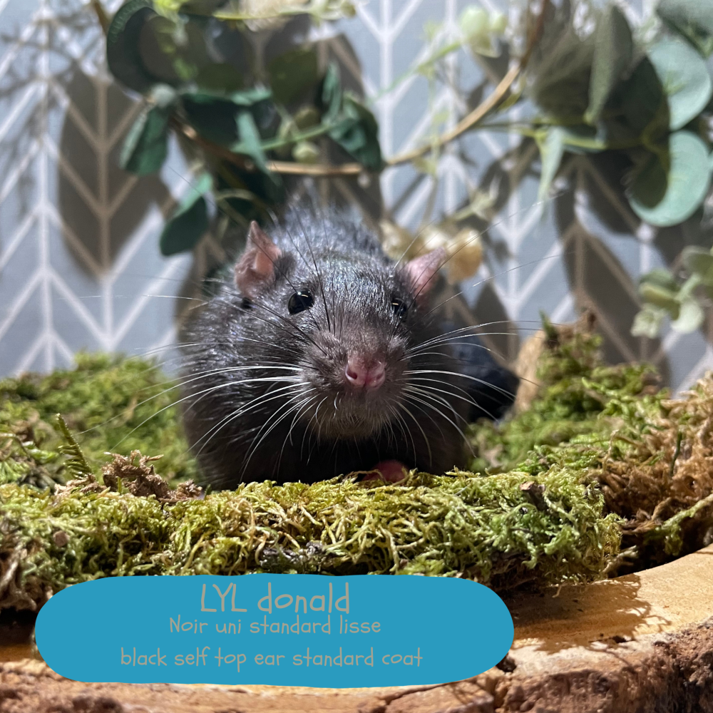 Fancy rat Wild (Observed) Rattus norvegicus 