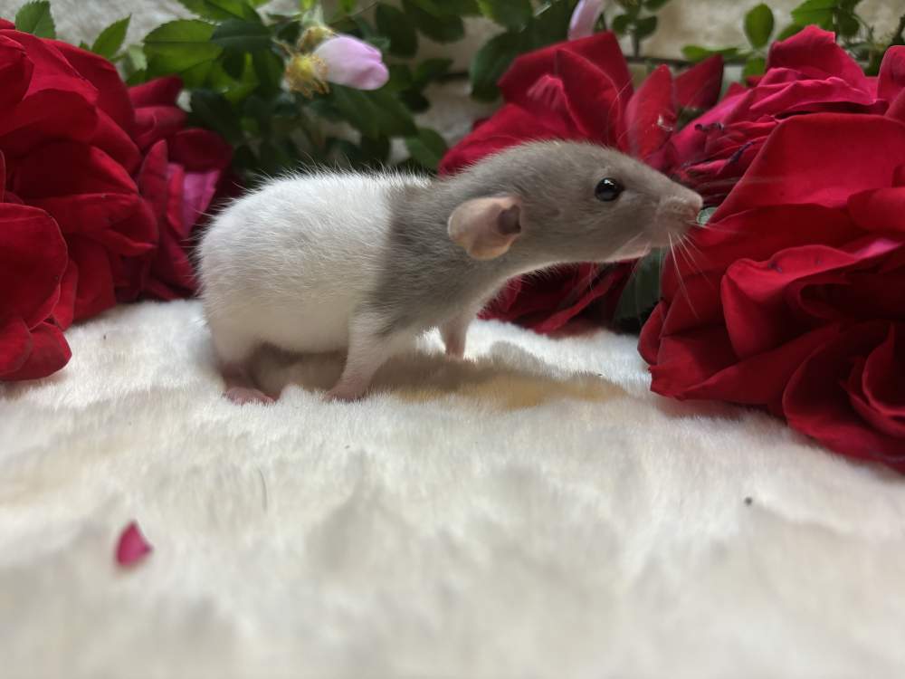 Fancy rat Available for rehoming Rattus norvegicus 