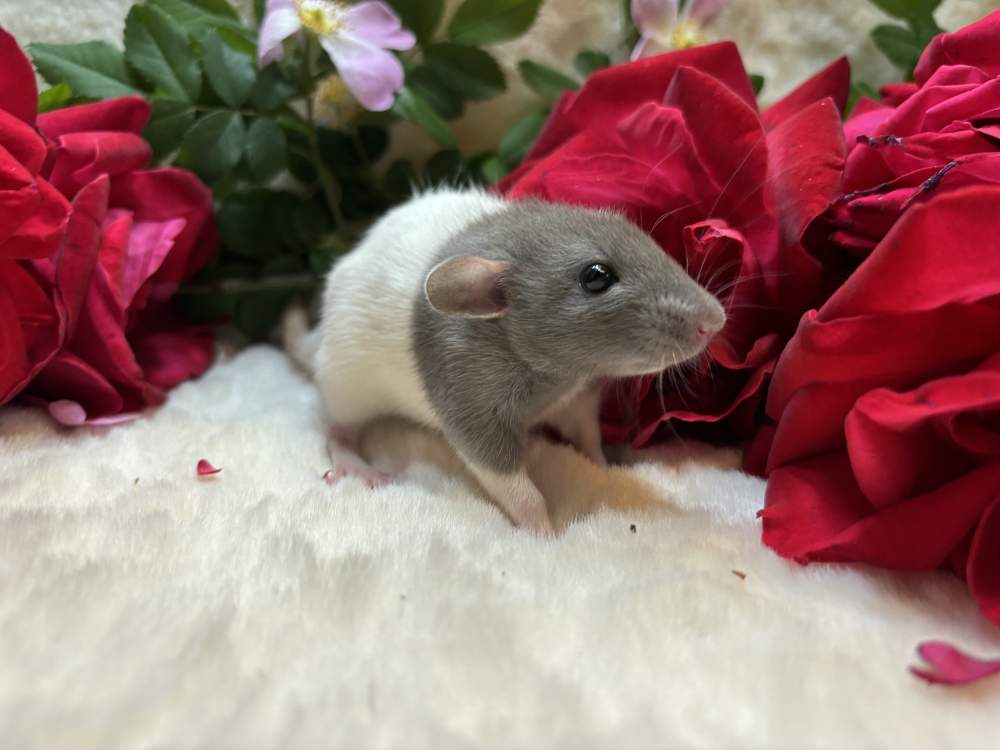 Fancy rat Available for rehoming Rattus norvegicus 