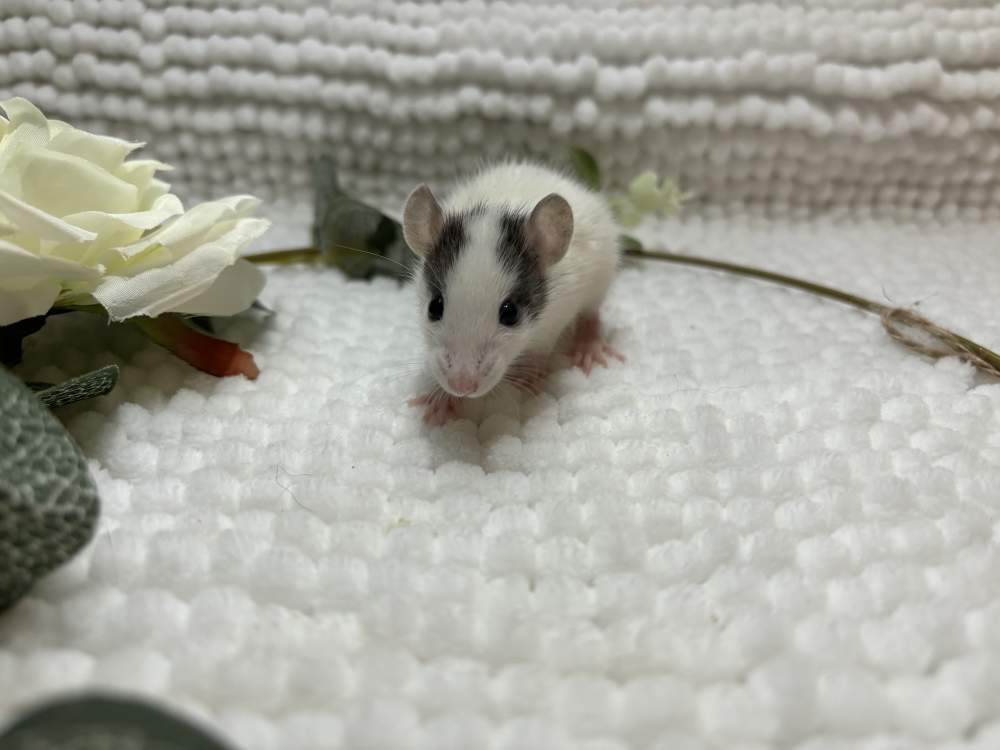 Fancy rat Pet only Rattus norvegicus 