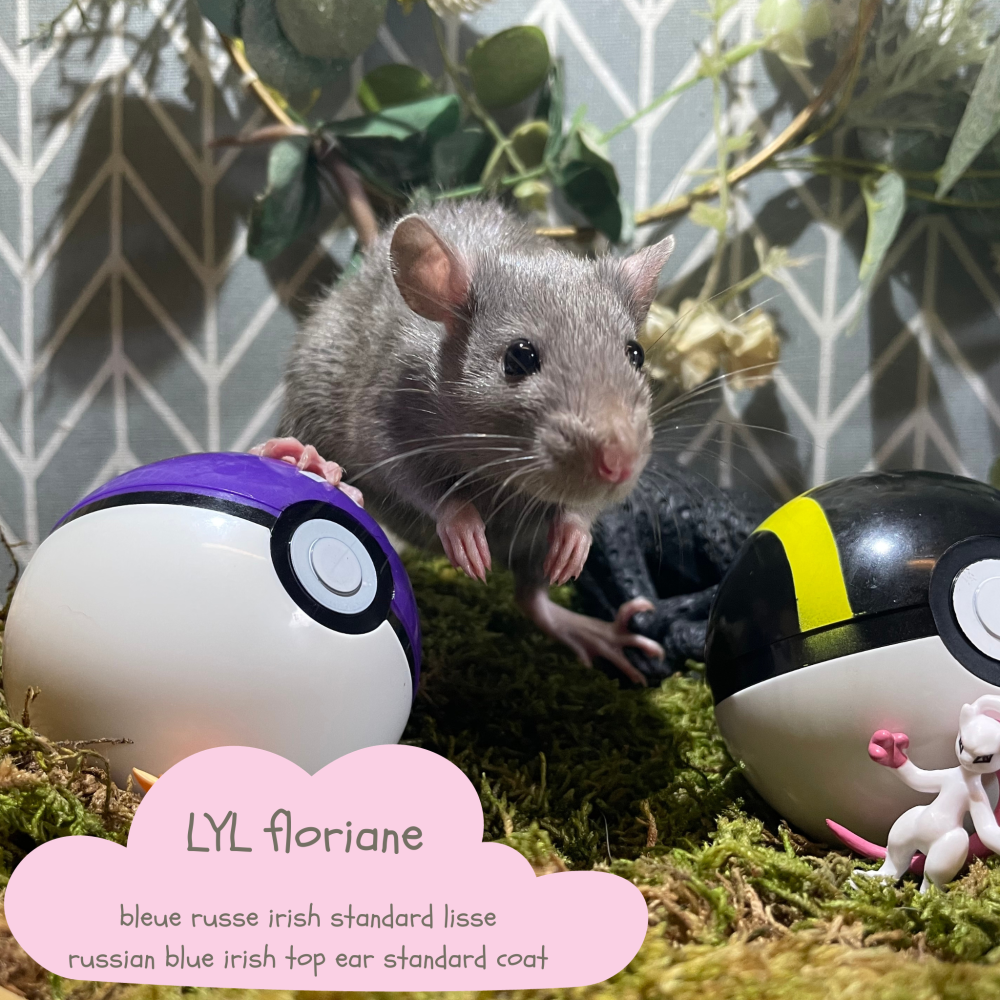 Fancy rat Available for rehoming Rattus norvegicus 